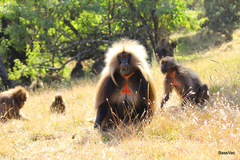 Theropithecus gelada