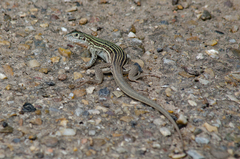 Aspidoscelis laredoensis