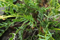 Oxytropis maydelliana