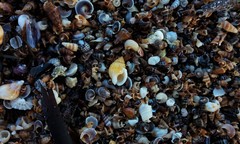 Nassarius pauperatus