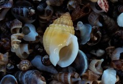 Nassarius pauperatus