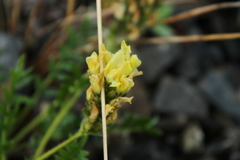 Oxytropis maydelliana