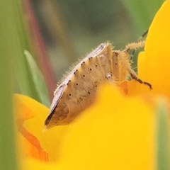 Dolycoris baccarum