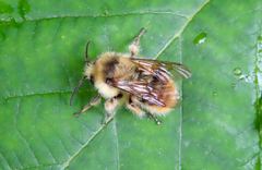 Bombus mixtus