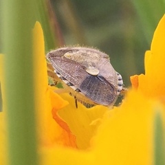 Dolycoris baccarum