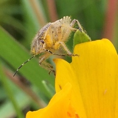 Dolycoris baccarum