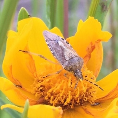 Dolycoris baccarum