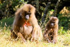 Theropithecus gelada