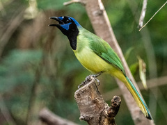 Cyanocorax yncas