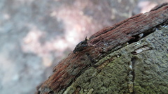 Hoshihananomia octopunctata