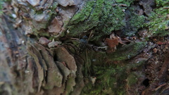 Hoshihananomia octopunctata