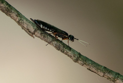 Xiphydria maculata