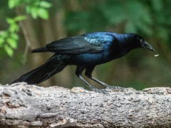 Quiscalus mexicanus