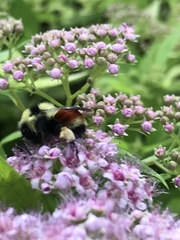 Bombus