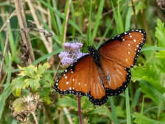 Danaus gilippus
