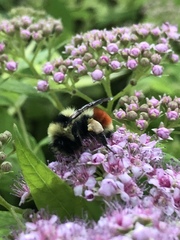 Bombus