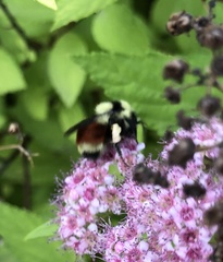 Bombus