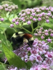 Bombus