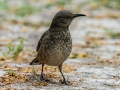 Toxostoma curvirostre