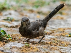 Toxostoma longirostre