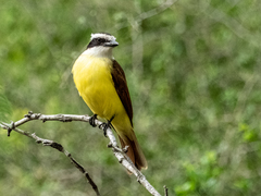 Pitangus sulphuratus