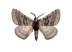 Anthela tetraphrica