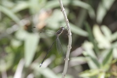 Lestes forficula