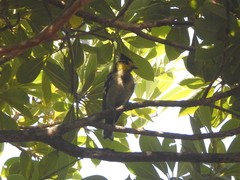 Machlolophus spilonotus