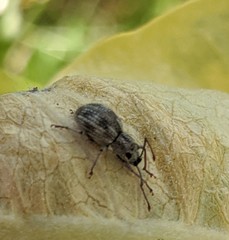 Calomycterus setarius