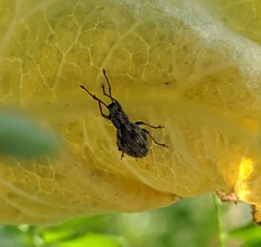 Calomycterus setarius