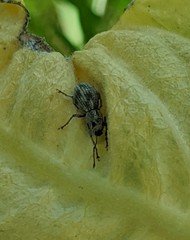 Calomycterus setarius