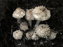 Verrucosporaceae