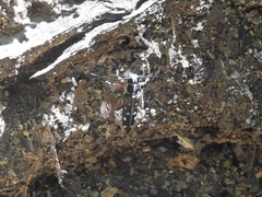 Glenea relicta