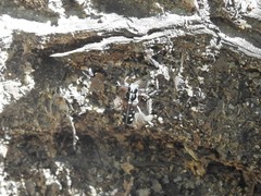 Glenea relicta