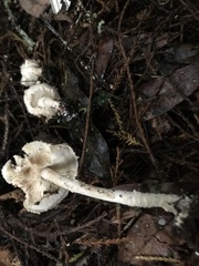 Verrucosporaceae