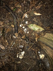 Verrucosporaceae