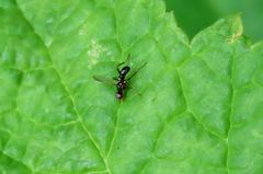 Nemopoda nitidula