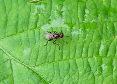 Nemopoda nitidula