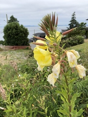 Oenothera glazioviana