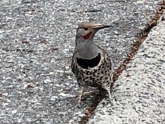 Colaptes auratus