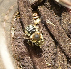 Anthidium banningense