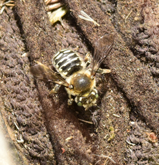 Anthidium banningense