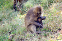 Theropithecus gelada