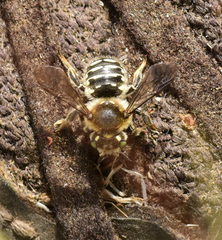 Anthidium banningense