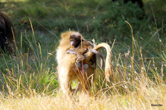 Theropithecus gelada