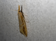 Donacaula melinellus