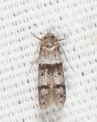 Blastobasis pulchella