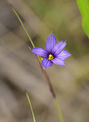 Sisyrinchium idahoense