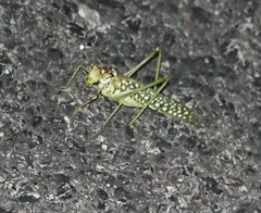 Capnobotes arizonensis