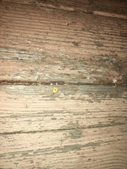 Sparganothis xanthoides